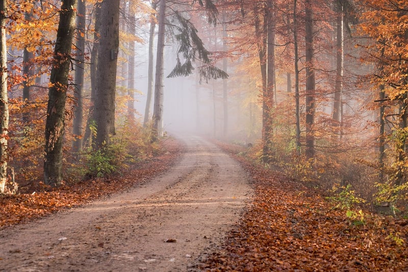 Forest Road